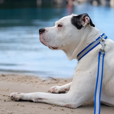 Dog with collar and leash